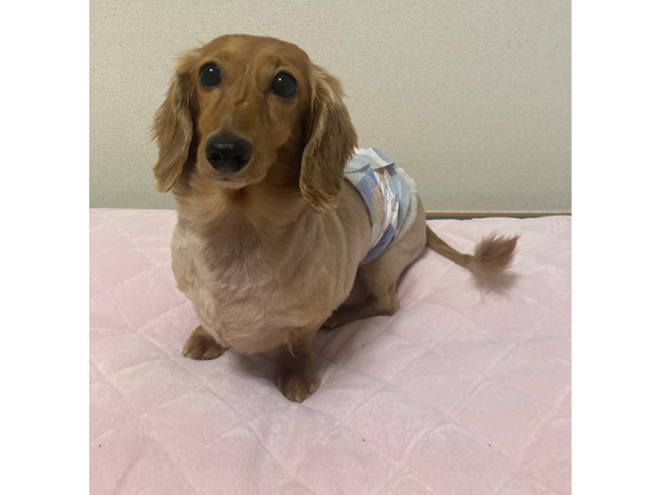 卒業犬しゅんすけくんのサマーカット♪